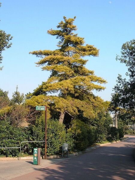 Archivo:Pinus radiata.JPG