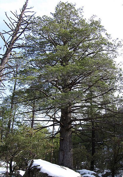 Archivo:Cupressus arizonica tree Chiricahua.jpg