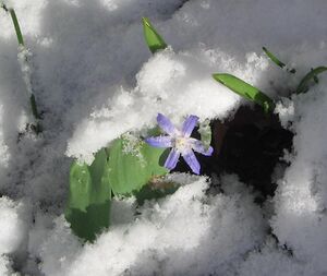 Glory of the Snow in the snow.JPG