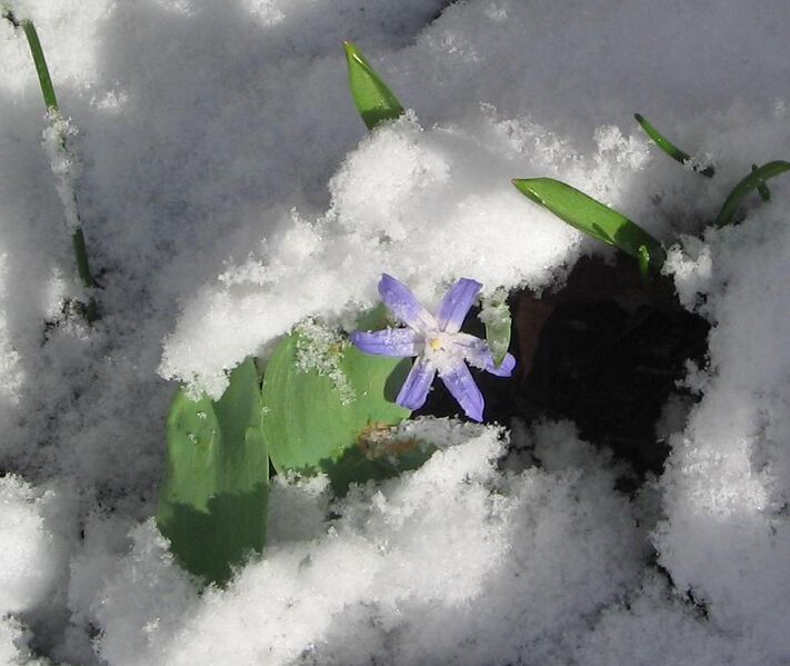 Archivo:Glory of the Snow in the snow.JPG