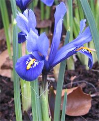 Iris reticulata)