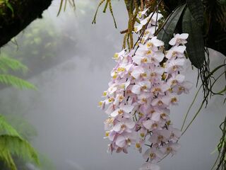 Orquídea Phalaenopsis, con niebla en el Orquideario de Singapur