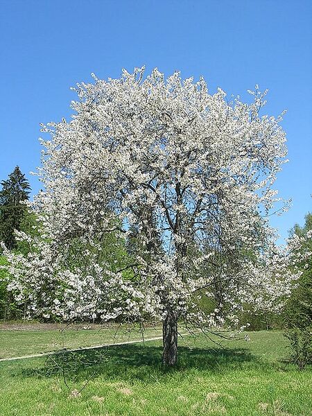 Archivo:Süßkirsche Prunus avium.jpg
