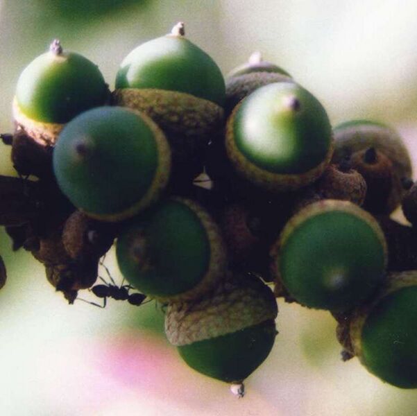 Archivo:Quercus kerrii acorns.jpg