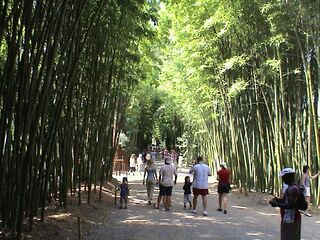 Paseo principal de la Bambuseria de Anduze