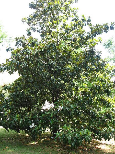 Archivo:Magnolia grandiflora 01 by Line1.jpg