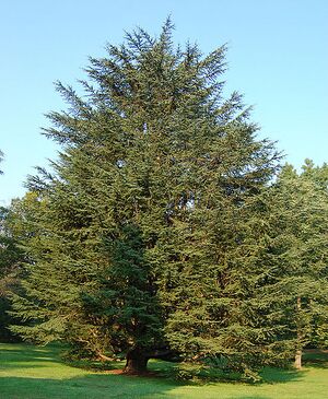 Atlas Cedar Cedrus atlantic Tree 1909px.jpg