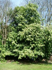 Prunuslaurocerasus-tree-22-04-06.jpg