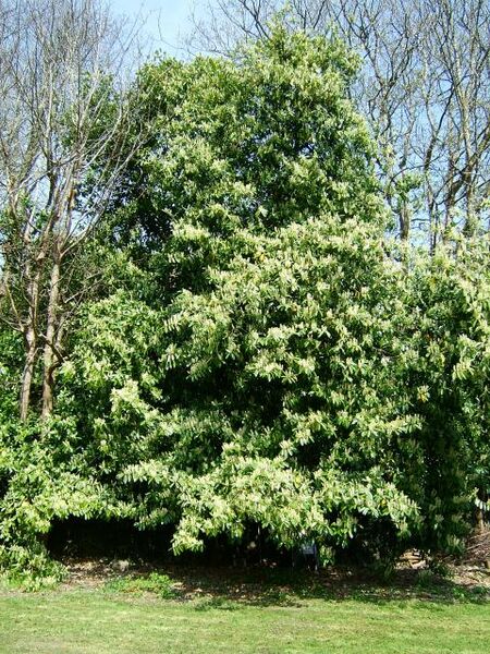 Archivo:Prunuslaurocerasus-tree-22-04-06.jpg