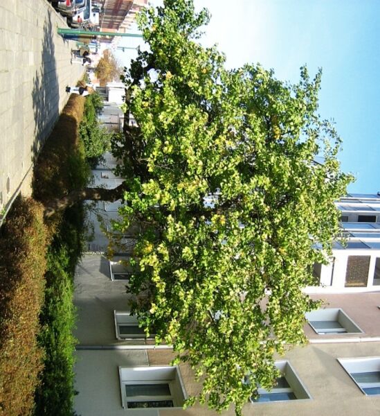 Archivo:Prunus-armeniaca-Potsdam-Wilhelmplatz-17-10-2007-60.jpg