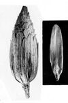 Seed aggregate and individual seed of L. tulipifera