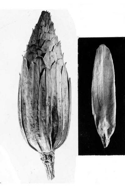Archivo:Liriodendron Tulipifera Fruit-and-Seed.jpg