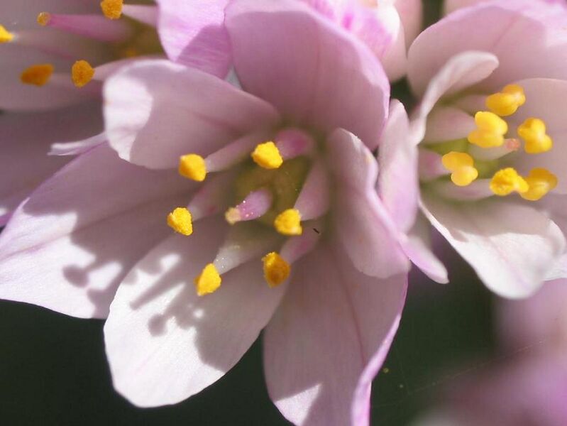 Archivo:Allium roseum flor.jpg