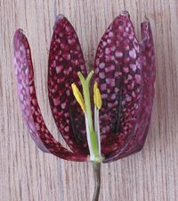 Fritillaria meleagris, sección de la flor.