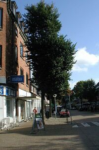 Ulmus-minor-street-tree.JPG