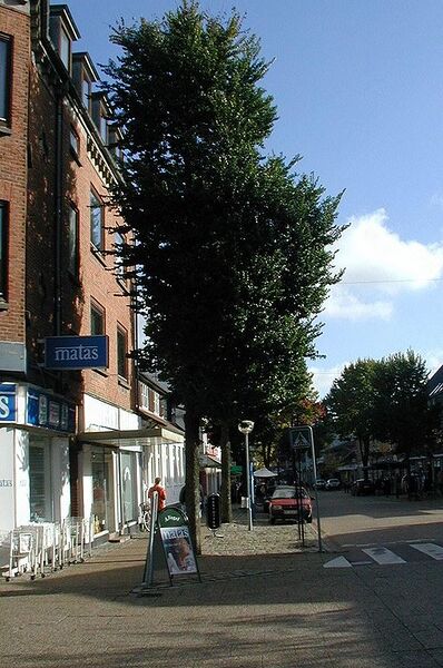 Archivo:Ulmus-minor-street-tree.JPG