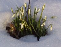 Galanthus nivalis, grupo de plantas en floración, rodeadas de nieve