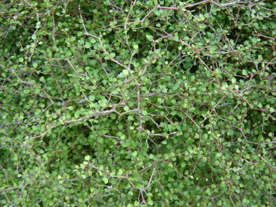 Muehlenbeckia astonii, ramas y hojas