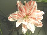 Hippeastrum 'Candy Cane'.