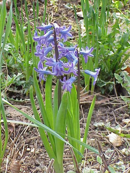 Archivo:Hyacinthus orientalis0.jpg