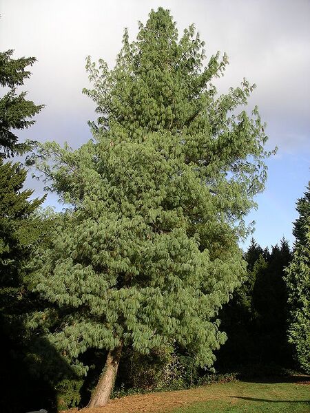 Archivo:Bhutan pine tree.JPG